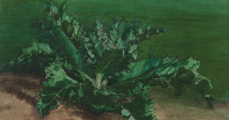 Bonvin Titled This Botanical Study Possibly Thistle, Admitting Uncertainty About the Plant's Identity Despite His Otherwise Precise Watercolor Rendering