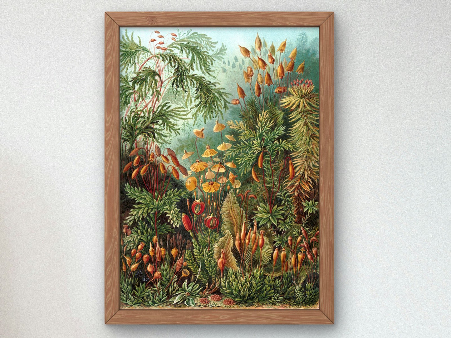 Muscinae by Ernst Haeckel 1904, Wall Art Print, Fine Art Reproduction, Museum Quality Decor, Poster
