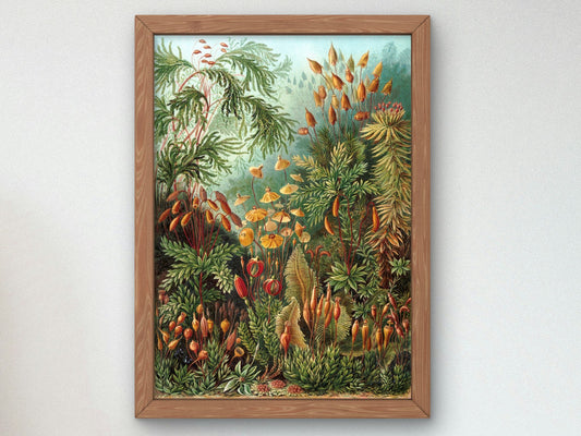 Muscinae by Ernst Haeckel 1904, Wall Art Print, Fine Art Reproduction, Museum Quality Decor, Poster