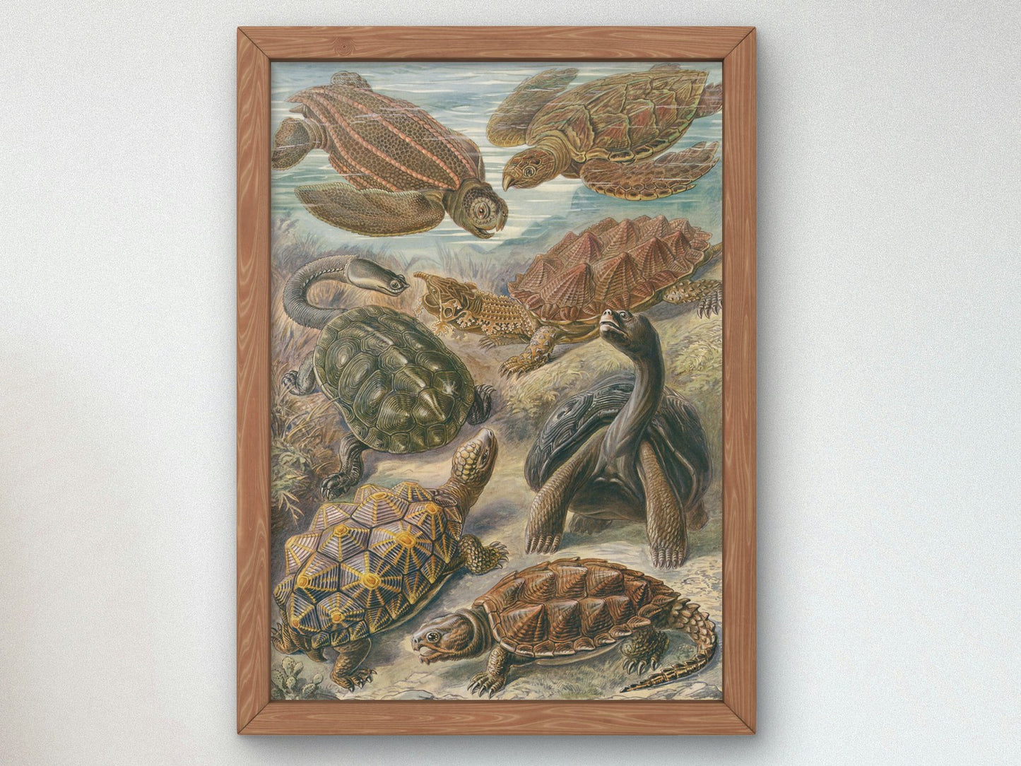 Chelonia Turtles Tortoises and Terrapins by Ernst Haeckel 1899, Wall Art Print, Fine Art Reproduction, Museum Quality Decor, Poster