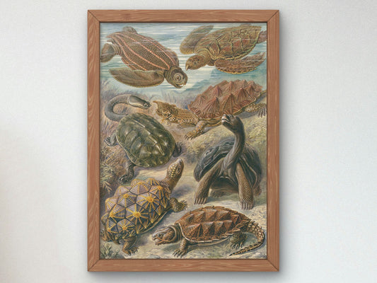 Chelonia Turtles Tortoises and Terrapins by Ernst Haeckel 1899, Wall Art Print, Fine Art Reproduction, Museum Quality Decor, Poster
