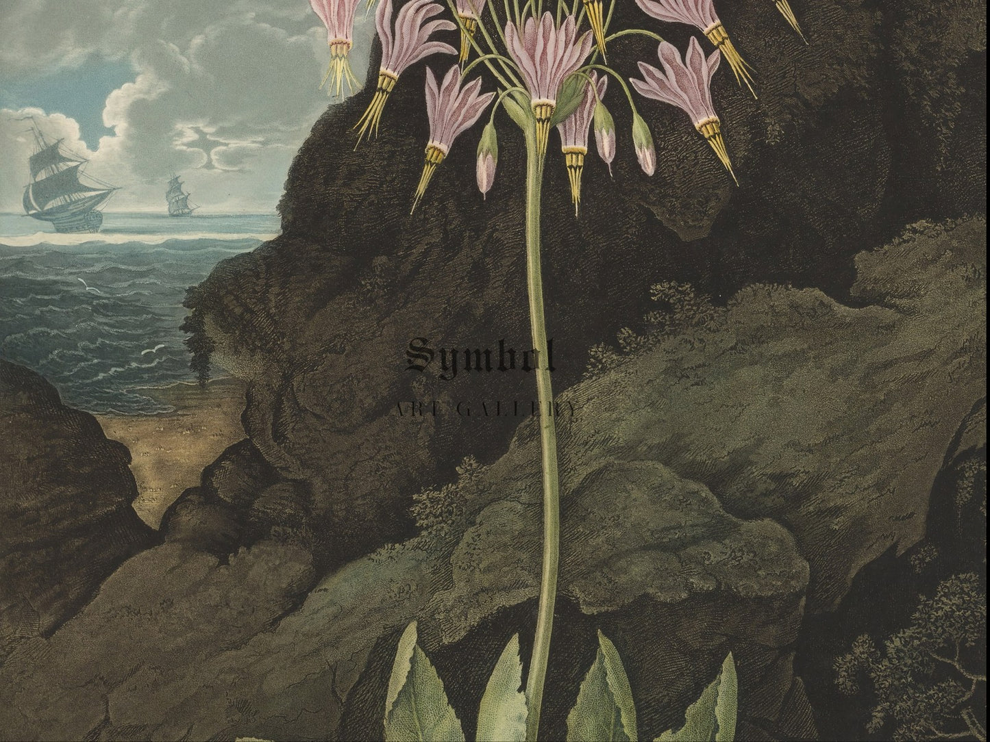 The American Cowslip Plate 26 by Thomas Warner 1801, Wall Art Print, Fine Art Reproduction, Museum Quality Decor, Poster