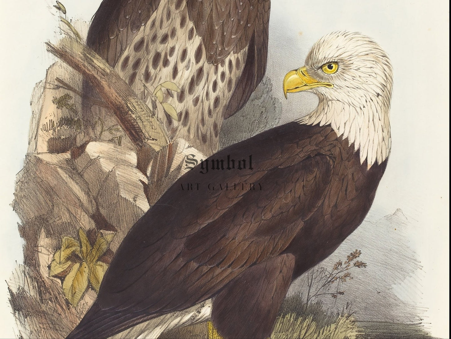 White Headed Eagle by Edward Lear 1832, Wall Art Print, Fine Art Reproduction, Museum Quality Decor, Poster