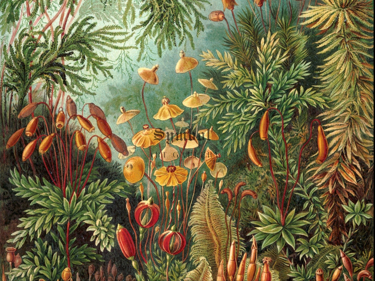 Muscinae by Ernst Haeckel 1904, Wall Art Print, Fine Art Reproduction, Museum Quality Decor, Poster