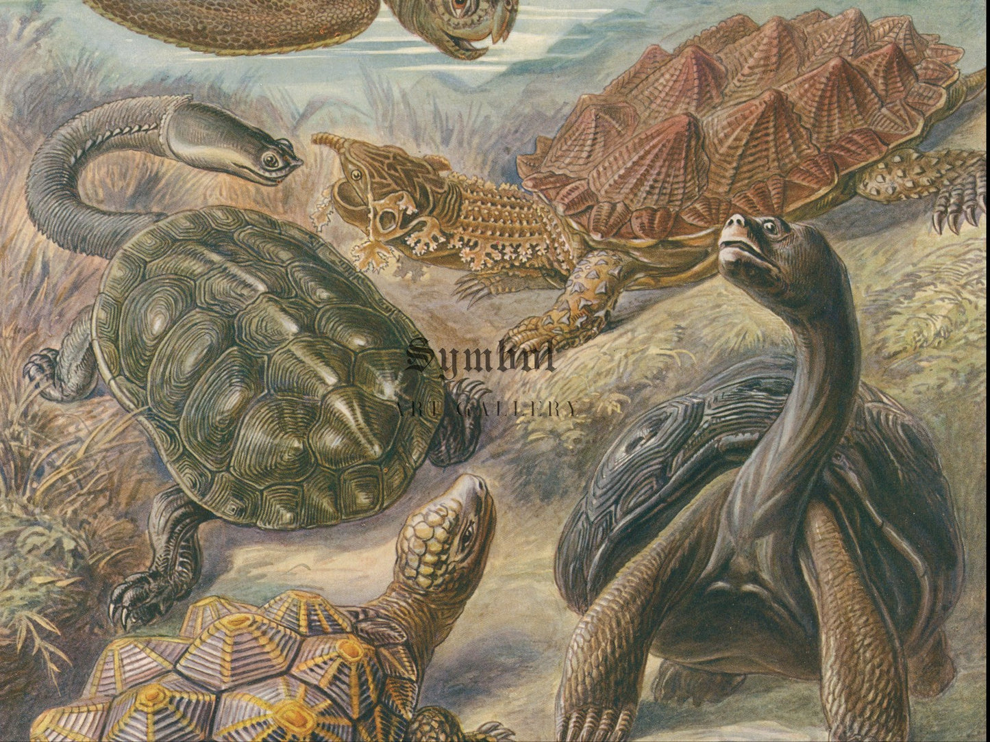 Chelonia Turtles Tortoises and Terrapins by Ernst Haeckel 1899, Wall Art Print, Fine Art Reproduction, Museum Quality Decor, Poster