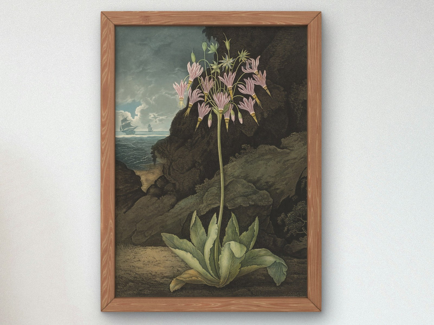 The American Cowslip Plate 26 by Thomas Warner 1801, Wall Art Print, Fine Art Reproduction, Museum Quality Decor, Poster