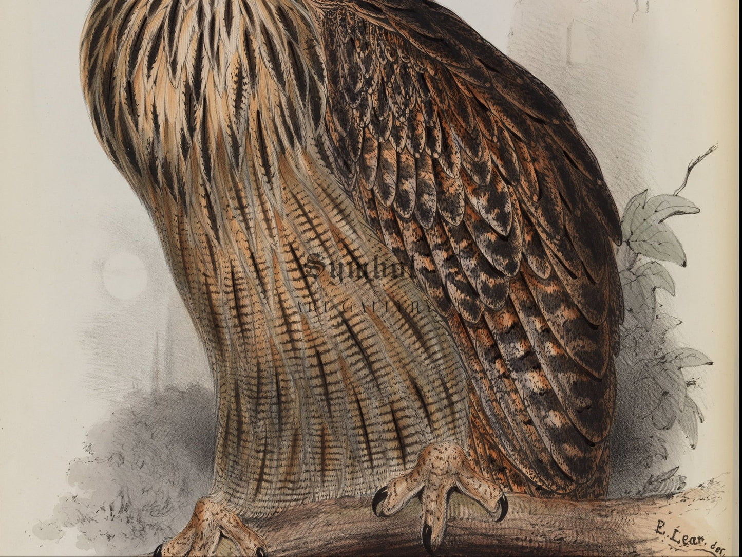 Eagle Owl by Edward Lear 1832, Wall Art Print, Fine Art Reproduction, Museum Quality Decor, Poster