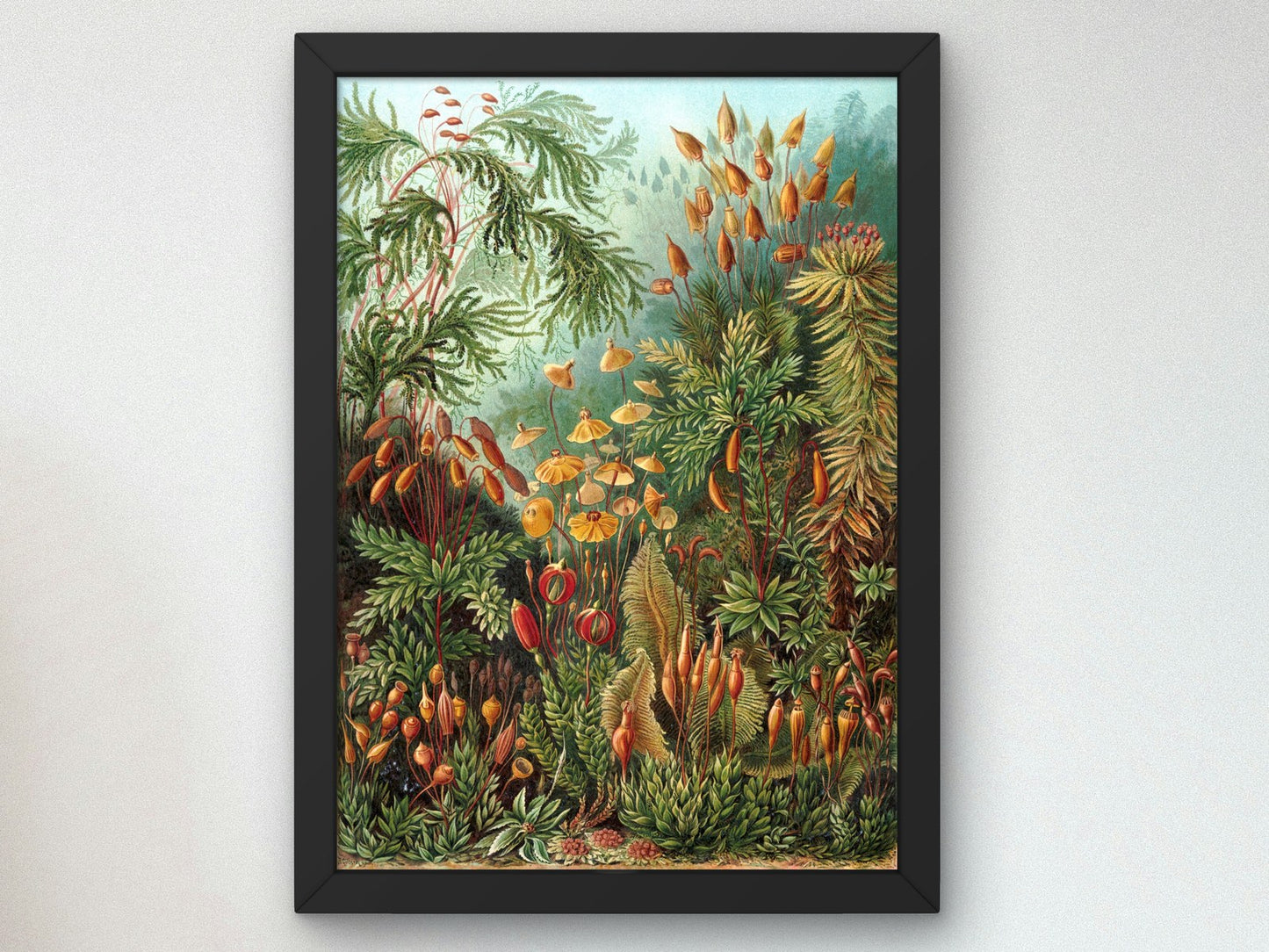Muscinae by Ernst Haeckel 1904, Wall Art Print, Fine Art Reproduction, Museum Quality Decor, Poster