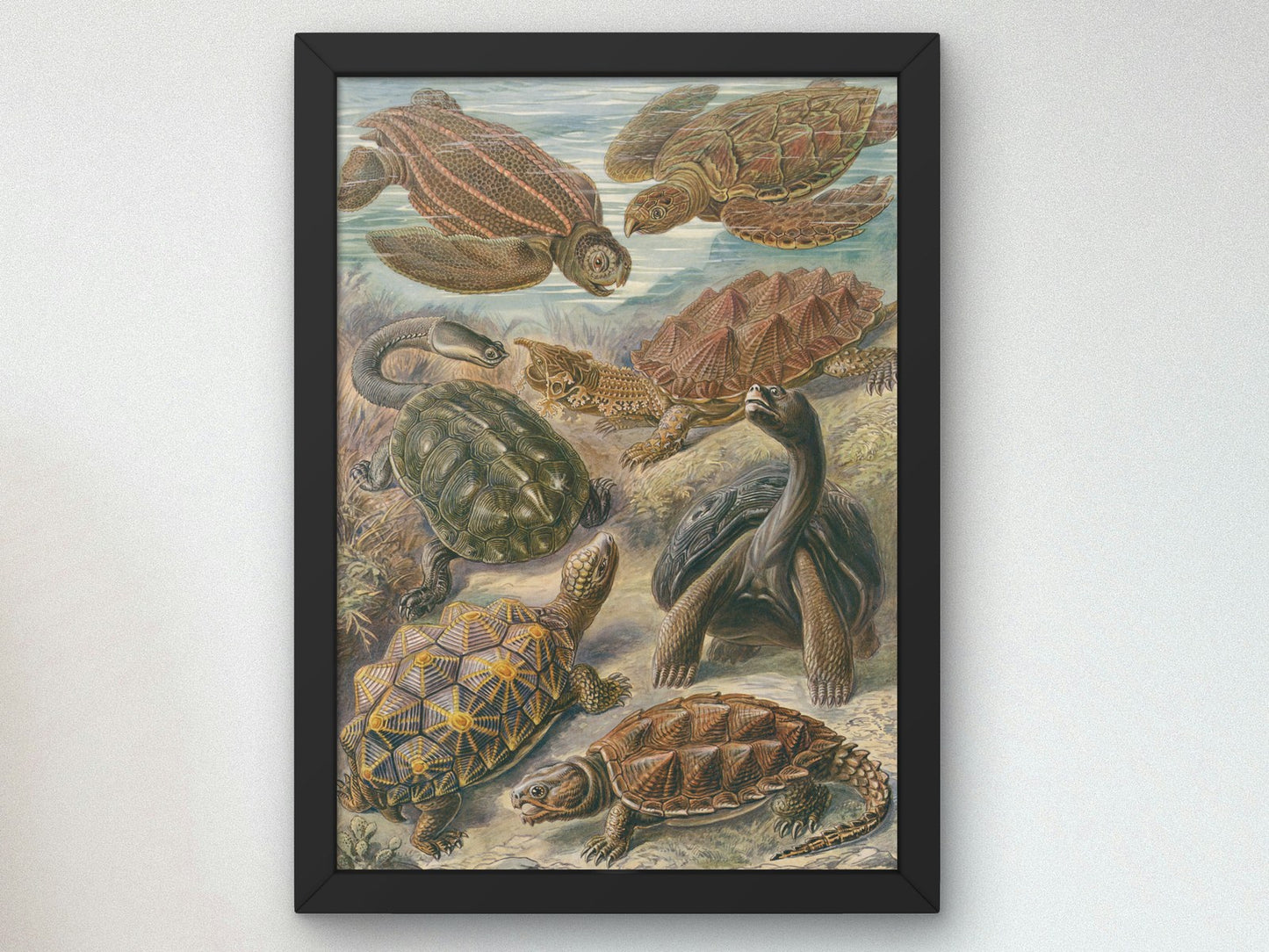 Chelonia Turtles Tortoises and Terrapins by Ernst Haeckel 1899, Wall Art Print, Fine Art Reproduction, Museum Quality Decor, Poster