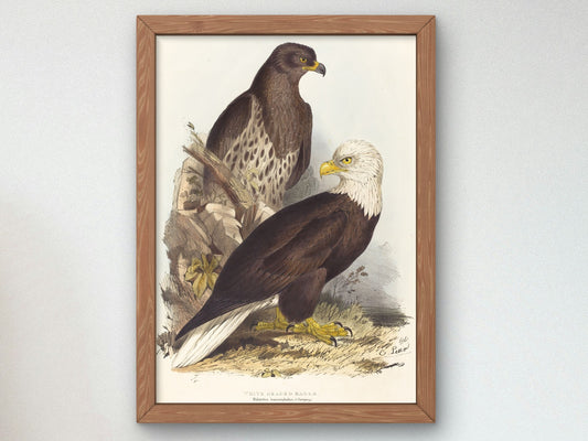 White Headed Eagle by Edward Lear 1832, Wall Art Print, Fine Art Reproduction, Museum Quality Decor, Poster