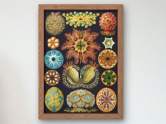 Ascidiae by Ernst Haeckel, 1904, Botanical and Nature Illustration, fine art print