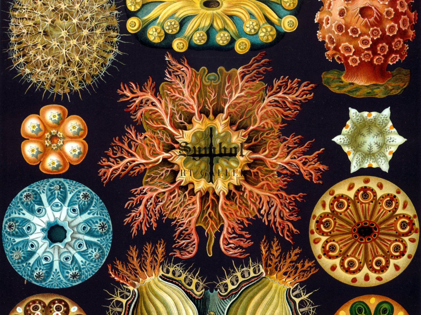 Ascidiae by Ernst Haeckel, 1904, Botanical and Nature Illustration, fine art print