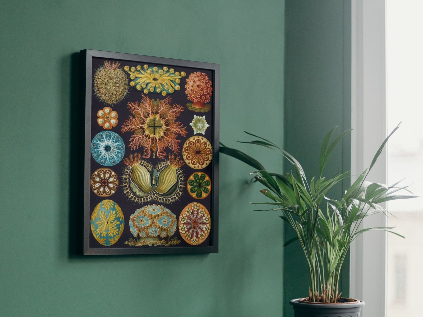 Ascidiae by Ernst Haeckel, 1904, Botanical and Nature Illustration, fine art print