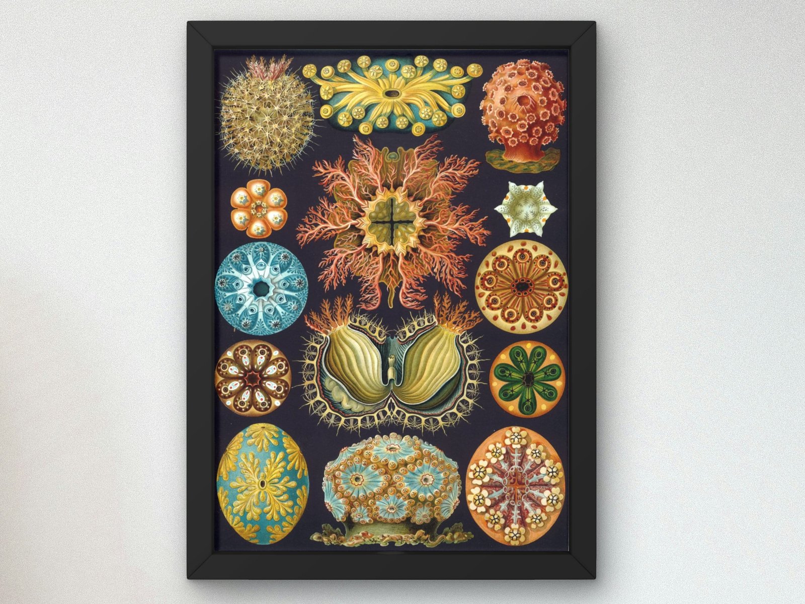 Ascidiae by Ernst Haeckel, 1904, Botanical and Nature Illustration, fine art print