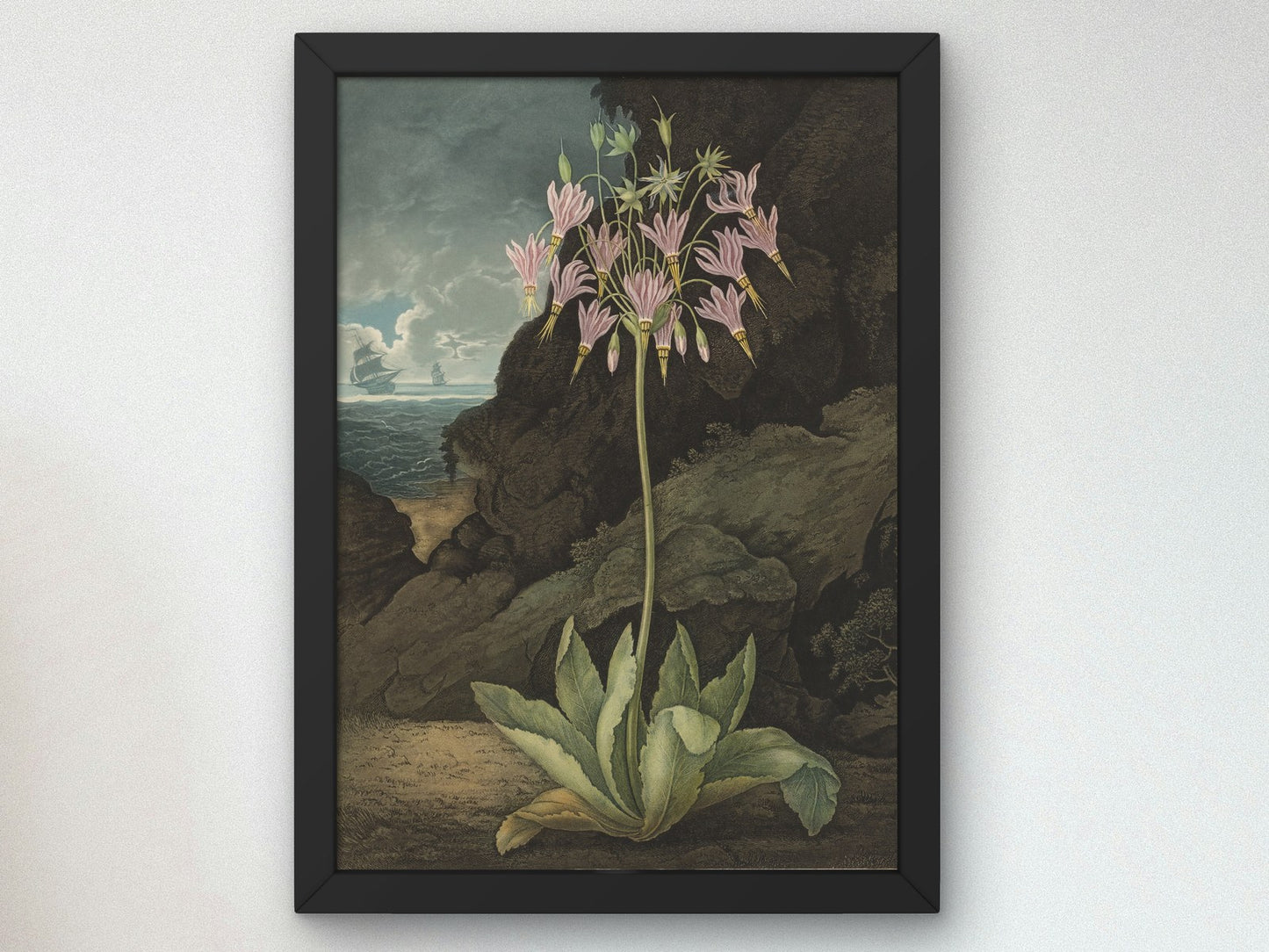 The American Cowslip Plate 26 by Thomas Warner 1801, Wall Art Print, Fine Art Reproduction, Museum Quality Decor, Poster