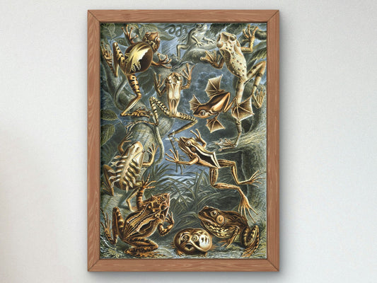 Batrachia by Ernst Haeckel, 1899, Botanical and Nature Illustration, fine art print