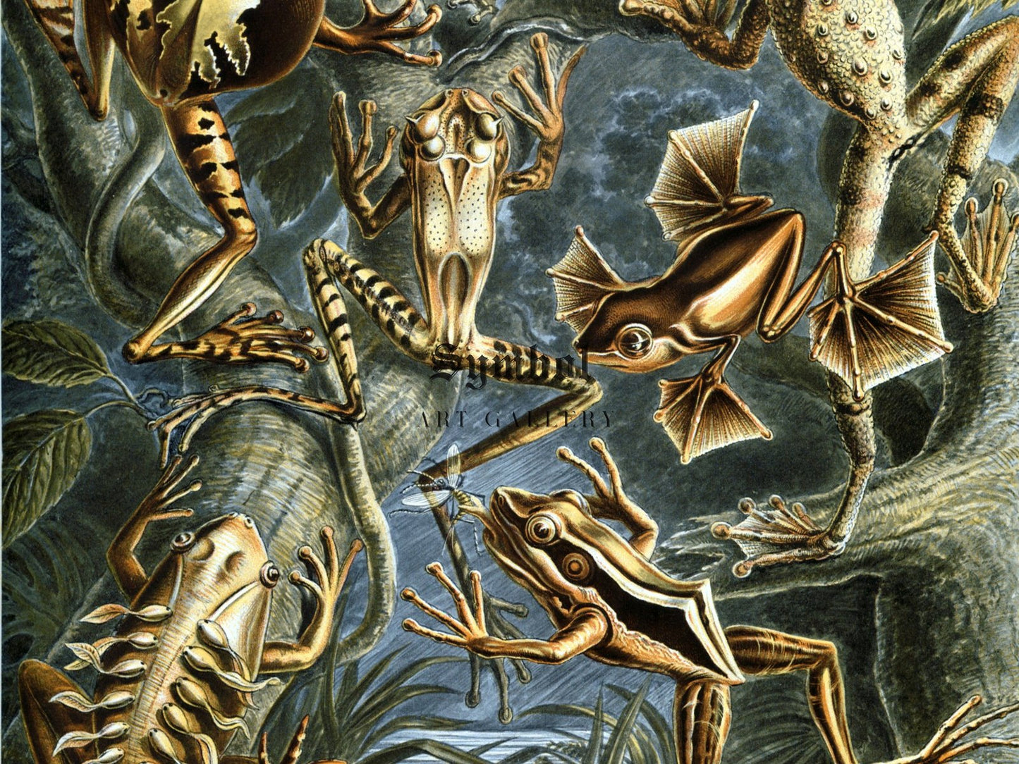 Batrachia by Ernst Haeckel, 1899, Botanical and Nature Illustration, fine art print
