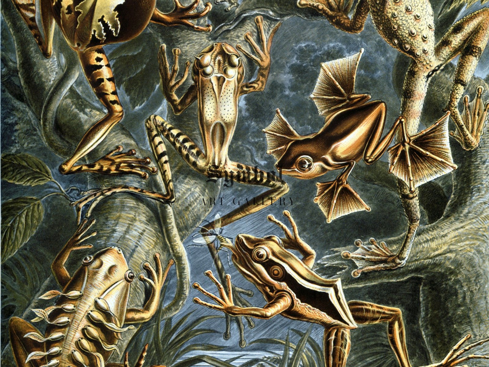 Batrachia by Ernst Haeckel, 1899, Botanical and Nature Illustration, fine art print