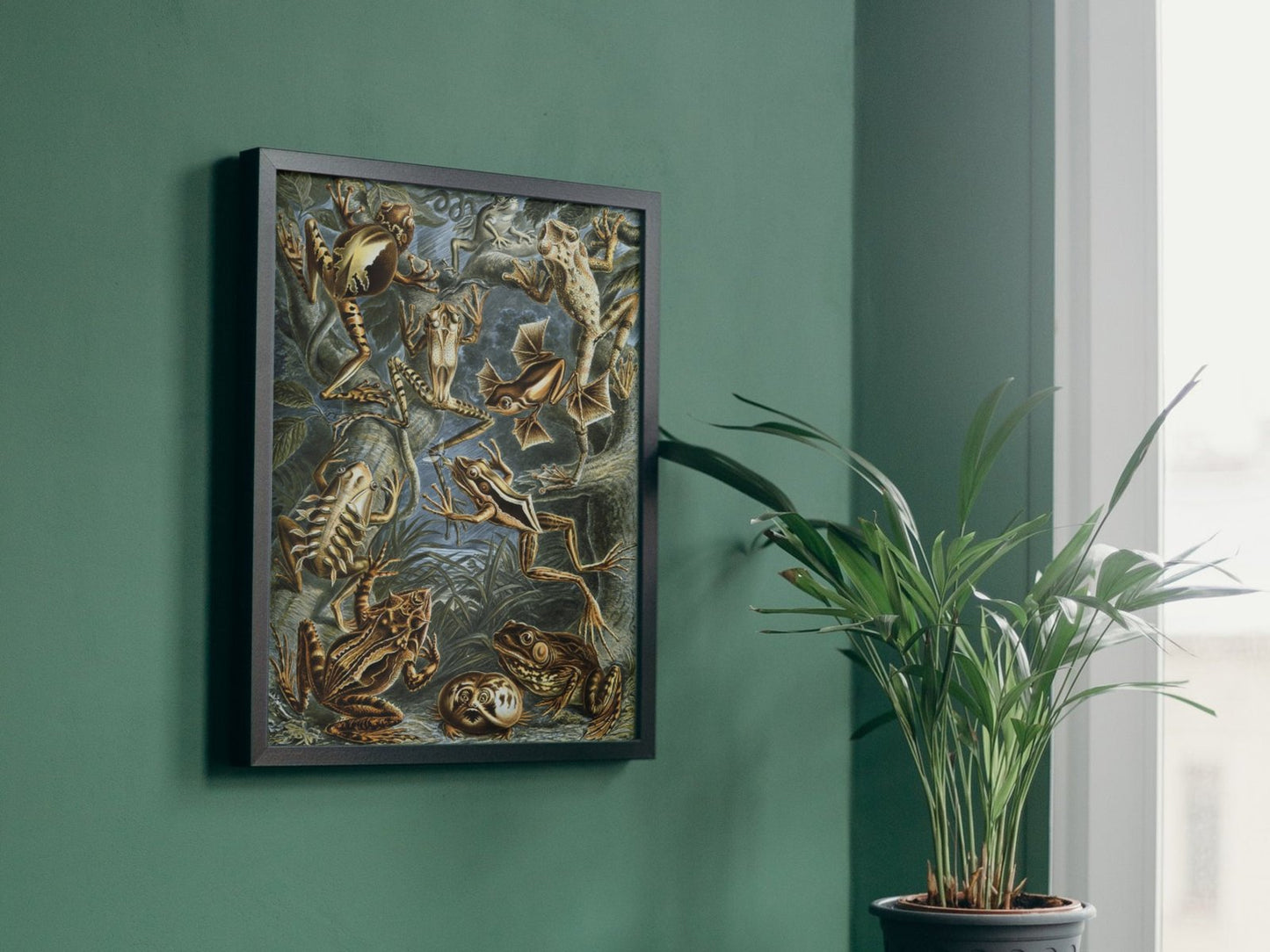 Batrachia by Ernst Haeckel, 1899, Botanical and Nature Illustration, fine art print