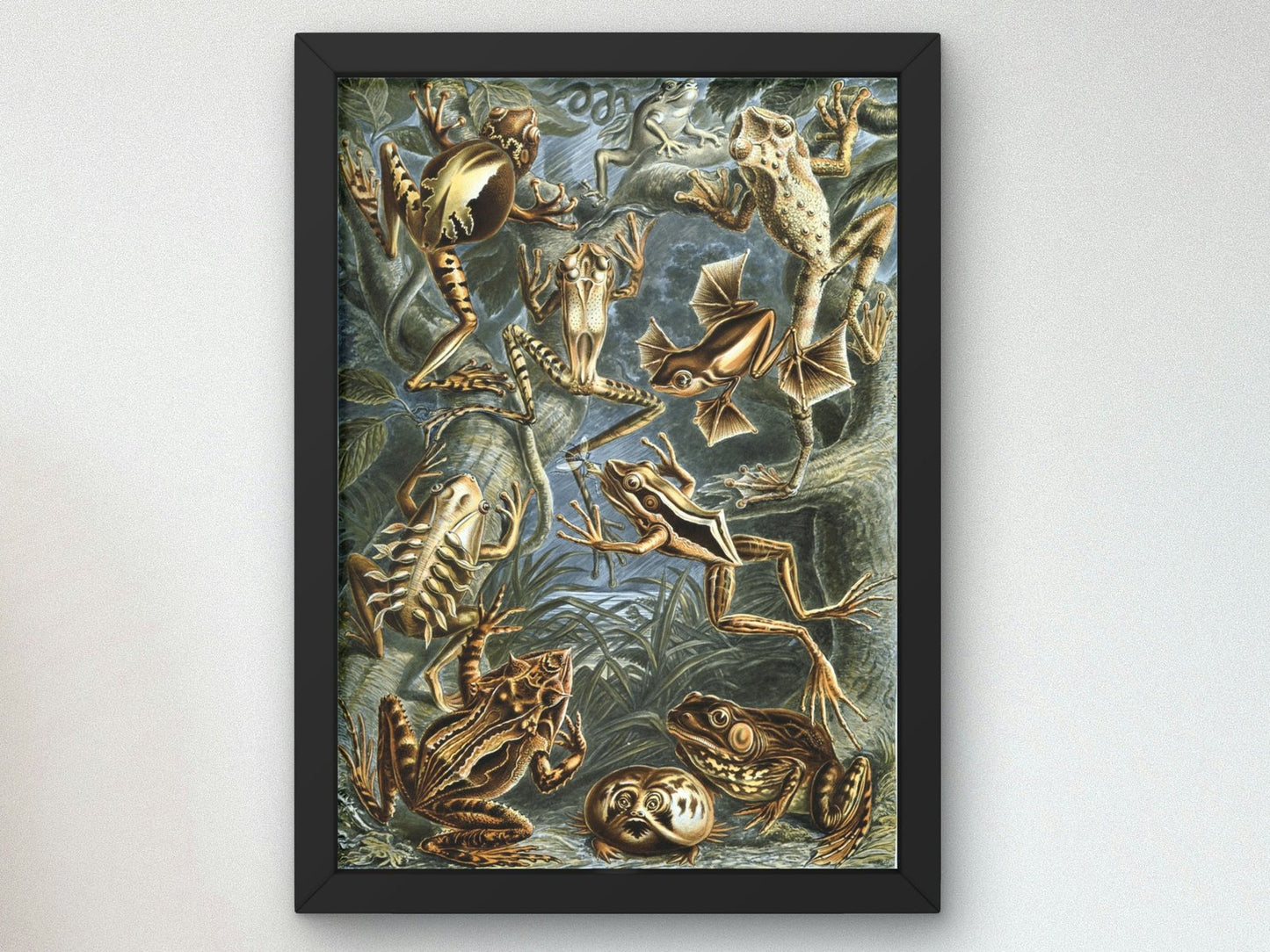 Batrachia by Ernst Haeckel, 1899, Botanical and Nature Illustration, fine art print