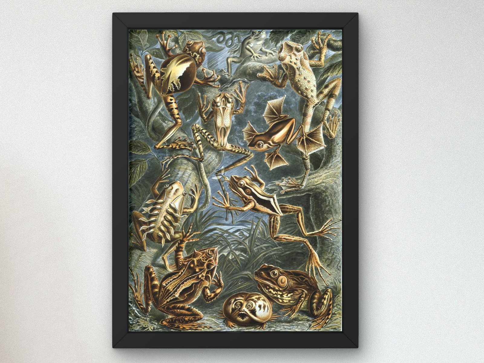 Batrachia by Ernst Haeckel, 1899, Botanical and Nature Illustration, fine art print