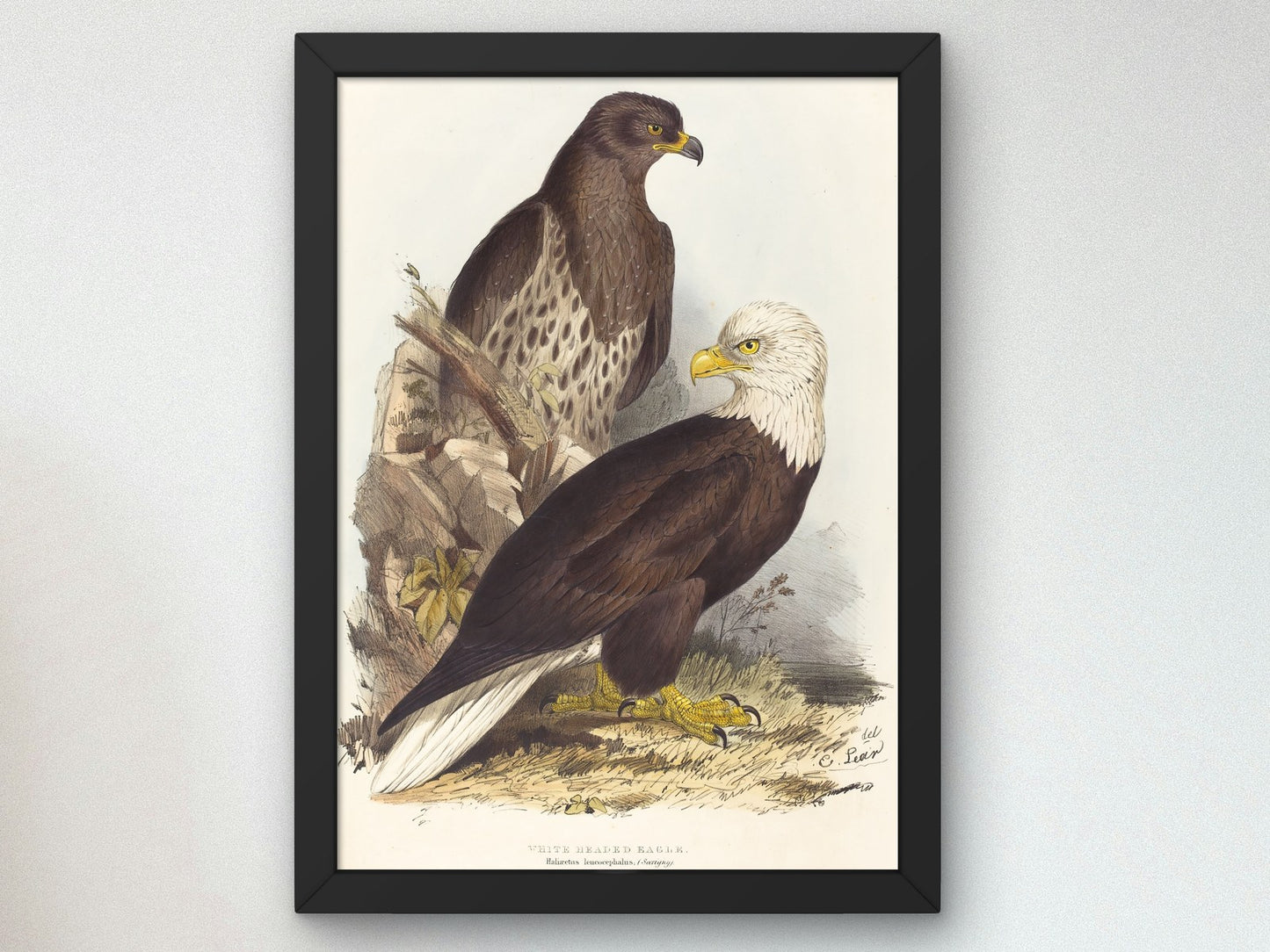 White Headed Eagle by Edward Lear 1832, Wall Art Print, Fine Art Reproduction, Museum Quality Decor, Poster