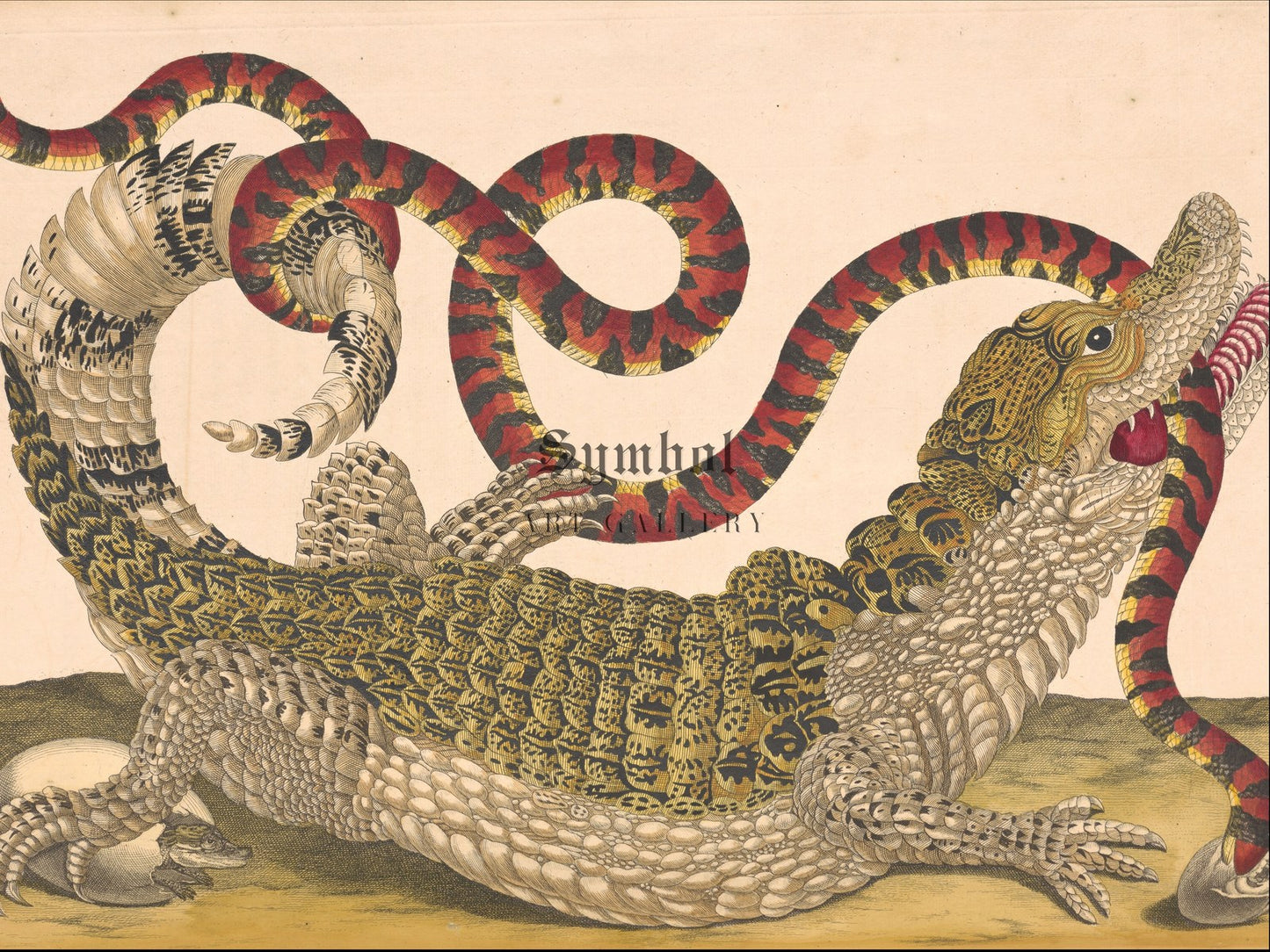 Caiman with South American False Coral Snake by Dorothea Maria Graff 1719, Wall Art Print, Fine Art Reproduction, Museum Quality Decor