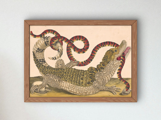 Caiman with South American False Coral Snake by Dorothea Maria Graff 1719, Wall Art Print, Fine Art Reproduction, Museum Quality Decor