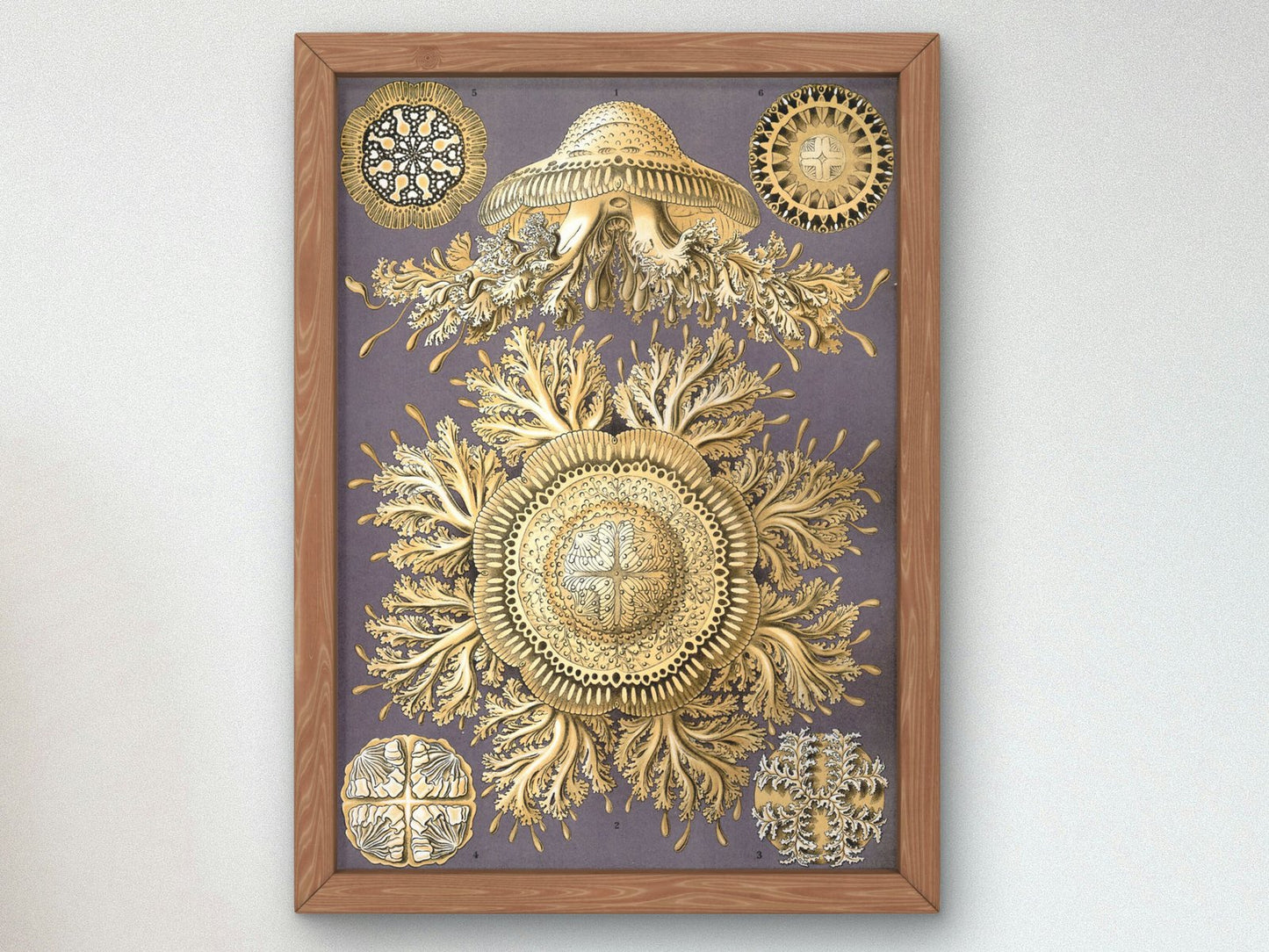Discomedusae by Ernst Haeckel, 1899, Botanical and Nature Illustration, fine art print