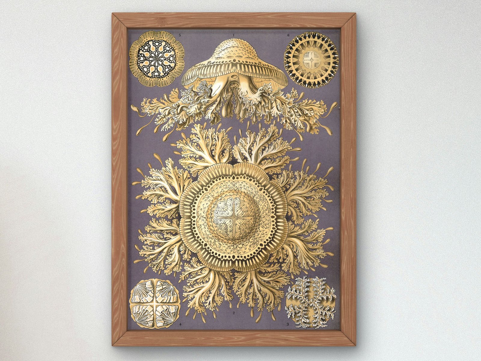 Discomedusae by Ernst Haeckel, 1899, Botanical and Nature Illustration, fine art print