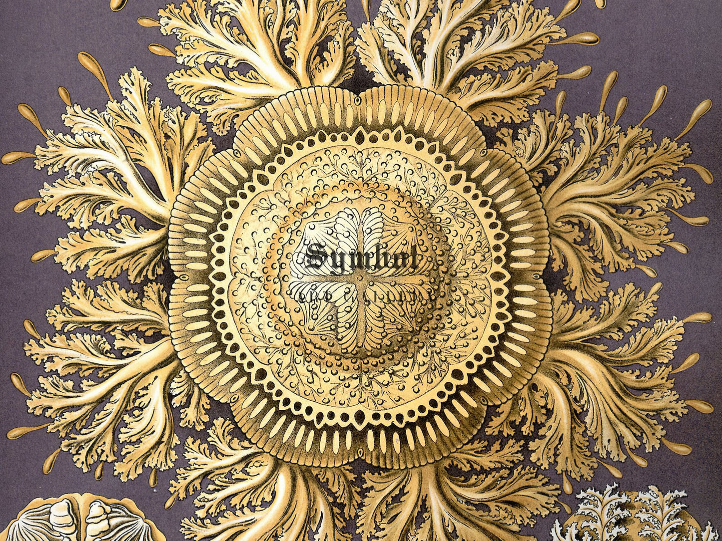 Discomedusae by Ernst Haeckel, 1899, Botanical and Nature Illustration, fine art print