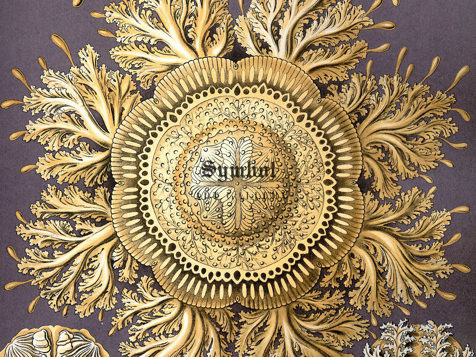 Discomedusae by Ernst Haeckel, 1899, Botanical and Nature Illustration, fine art print