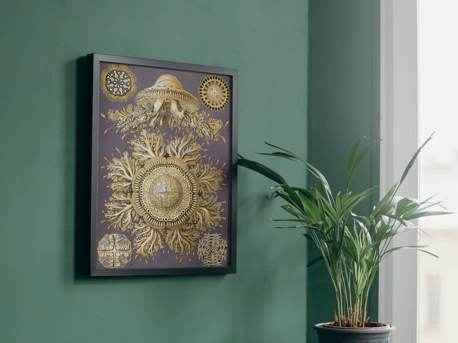 Discomedusae by Ernst Haeckel, 1899, Botanical and Nature Illustration, fine art print