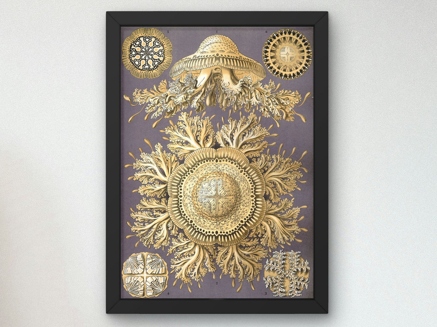 Discomedusae by Ernst Haeckel, 1899, Botanical and Nature Illustration, fine art print