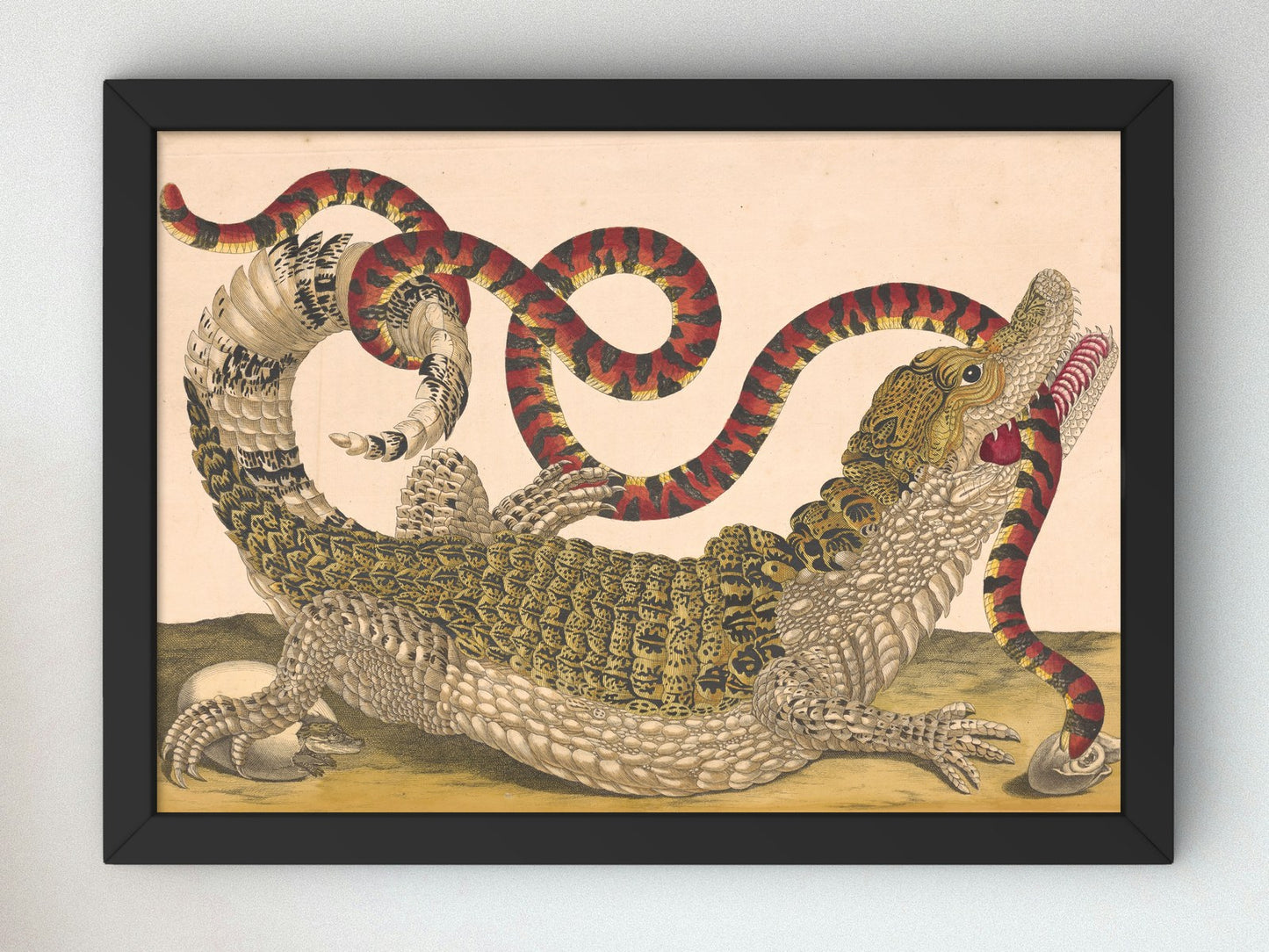 Caiman with South American False Coral Snake by Dorothea Maria Graff 1719, Wall Art Print, Fine Art Reproduction, Museum Quality Decor
