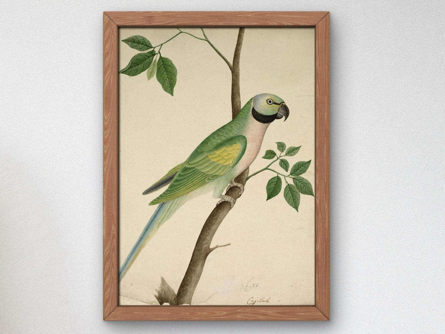 Green Parrot 1820, Botanical and Nature Illustration, fine art print