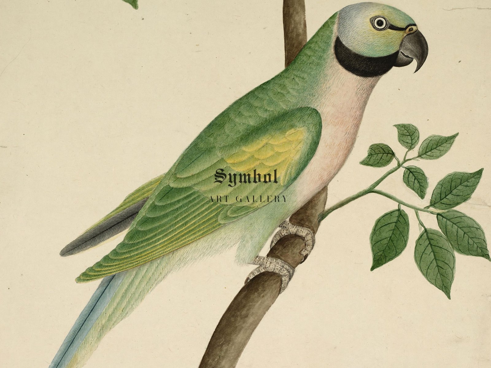 Green Parrot 1820, Botanical and Nature Illustration, fine art print