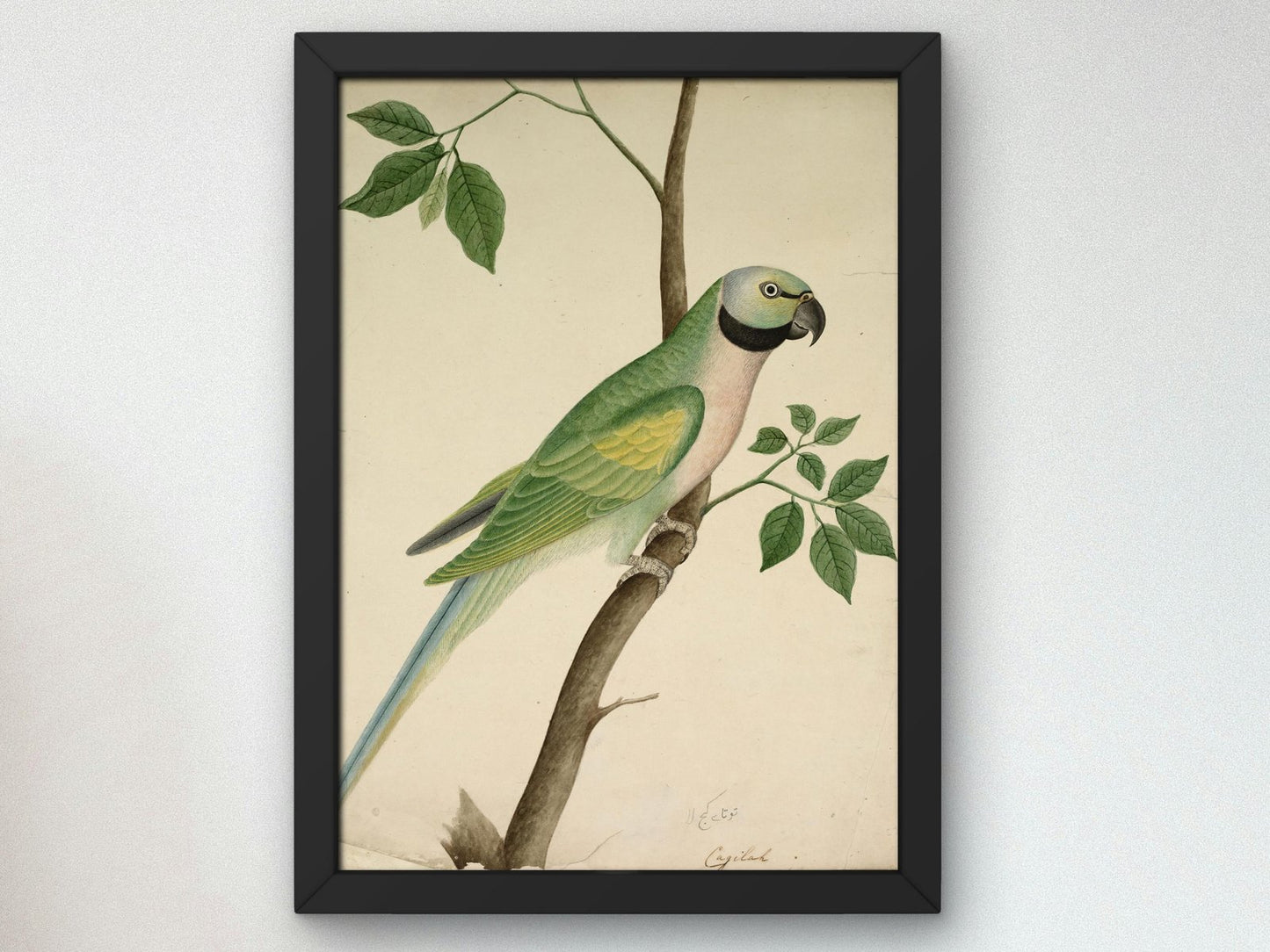Green Parrot 1820, Botanical and Nature Illustration, fine art print